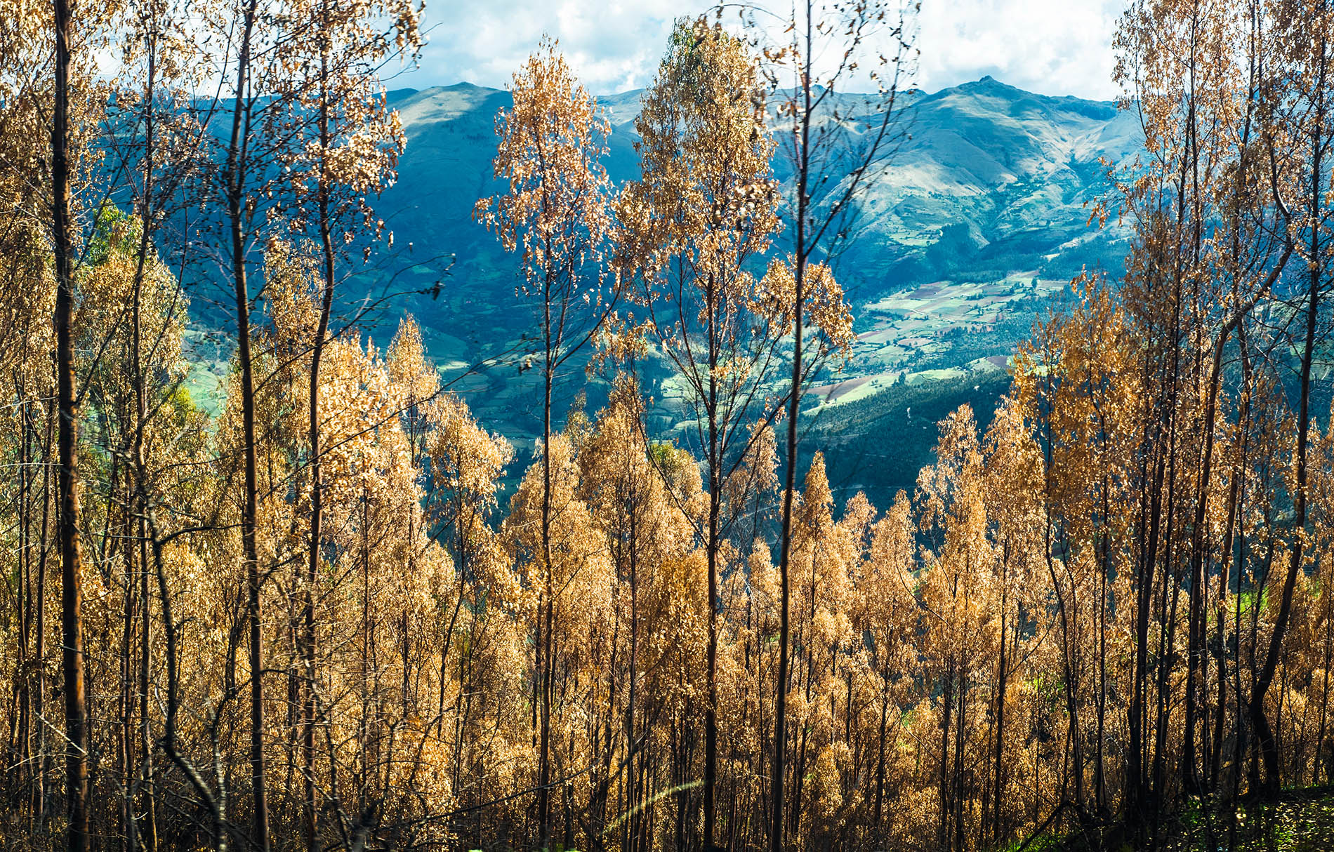 bosque Claudio Gordillo Jordán