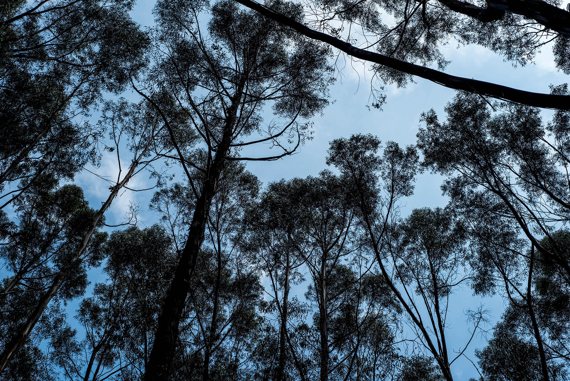 arboles Claudio Gordillo Jordán